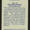 Echinocereus pulchellus.