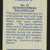 Echinocereus pulchellus.