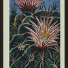 Echinofossulo cactus crispatus.
