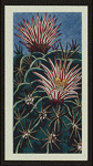 Echinofossulo cactus crispatus.