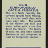 Echinofossulo cactus crispatus.