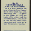 Echinofossulo cactus crispatus.