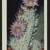 Escobaria tuberculosa.