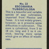 Escobaria tuberculosa.