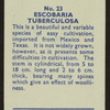 Escobaria tuberculosa.