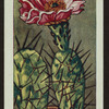 Opuntia bergeriana.