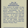 Opuntia bergeriana.