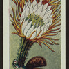 Selenicereus grandiflorus.