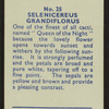 Selenicereus grandiflorus.