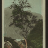 The silver birch.