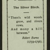 The silver birch.