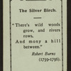 The silver birch.