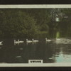 Swans.