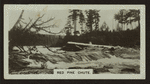Red Pine Chute