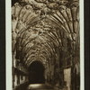 Cloisters, Gloucester Cathedral.