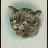 British wild cat.