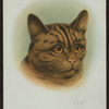 Short-haired brown tabby.