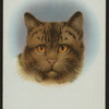 Brown tabby manx.