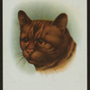 Short-haired red tabby.