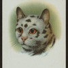 Short-haired spotted silver tabby.