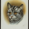 Short-haired silver tabby.