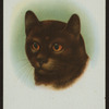 Short-haired tortoiseshell.