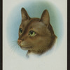 Abyssinian.