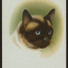 Siamese.
