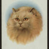 Long-haired cream.