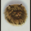 Long-haired brown tabby.