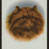Long-haired red tabby.