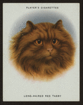 Long-haired red tabby.
