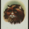 Long-haired tortoiseshell and white.