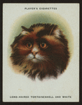 Long-haired tortoiseshell and white.