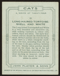 Long-haired tortoiseshell and white.