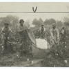 Cotton pickers at work.