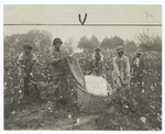 Cotton pickers at work.