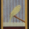 Canary.