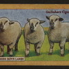 Hampshire down lambs.