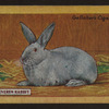 Blue beveren rabbit.