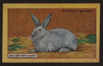 Blue beveren rabbit.