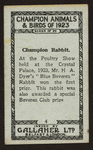 Blue beveren rabbit.
