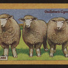 Ewe lambs.