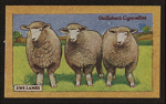 Ewe lambs.