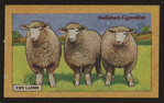 Ewe lambs.