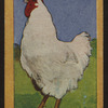 Champion cockerel.