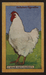 Champion cockerel.