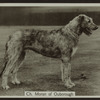 Ch. Moran of Ouborough.