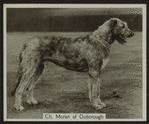 Ch. Moran of Ouborough.