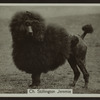 Ch. Stillington Jeremie.